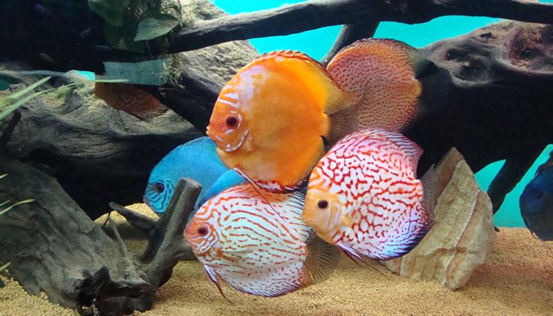 Diskus, il meraviglioso pesce dai mille colori